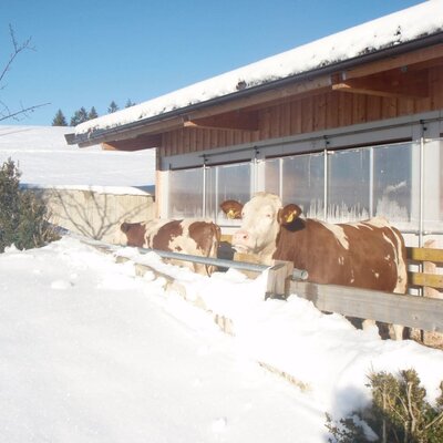 Brown and white cows stand next to a farm building at the farm house, surrounded by snow.