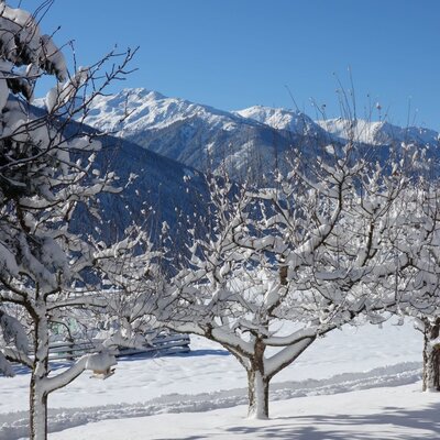 Snow-covered trees and distant mountains under a clear blue sky, visible from the farm house grounds.