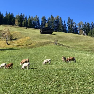 Cows on pasture