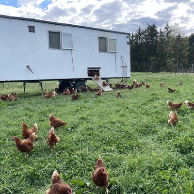 Our happy chickens live in a mobile coop