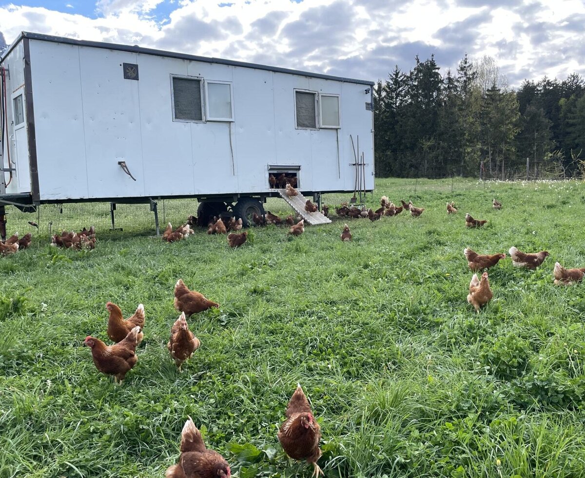 Our happy chickens live in a mobile coop