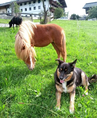 A dog lying in the grass and a pony grazing near the farm house, with a black sheep visible in the background.
