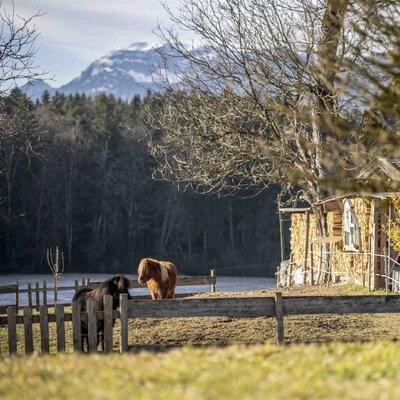 Two Highland cattle in the farm's pasture with a lake and mountains in the background.