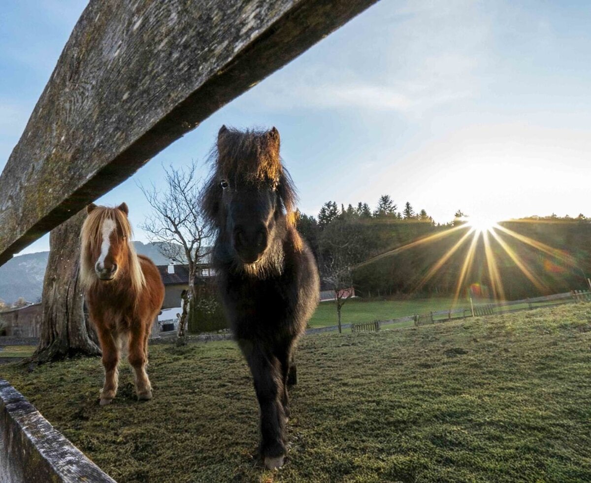 Two ponies in the meadow of the Bauernhof, with sun rays in the background.