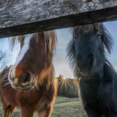 Two horses on the Bauernhof looking over the fence, inviting guests to meet the farm animals.