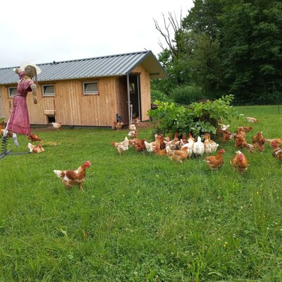 Chickens and their wooden coop are located on the grassy grounds of the farmhouse.