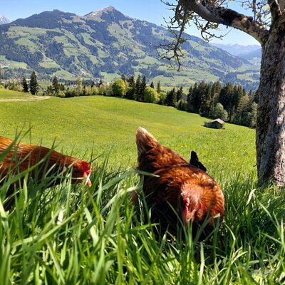 Chickens in a green meadow with mountain views.