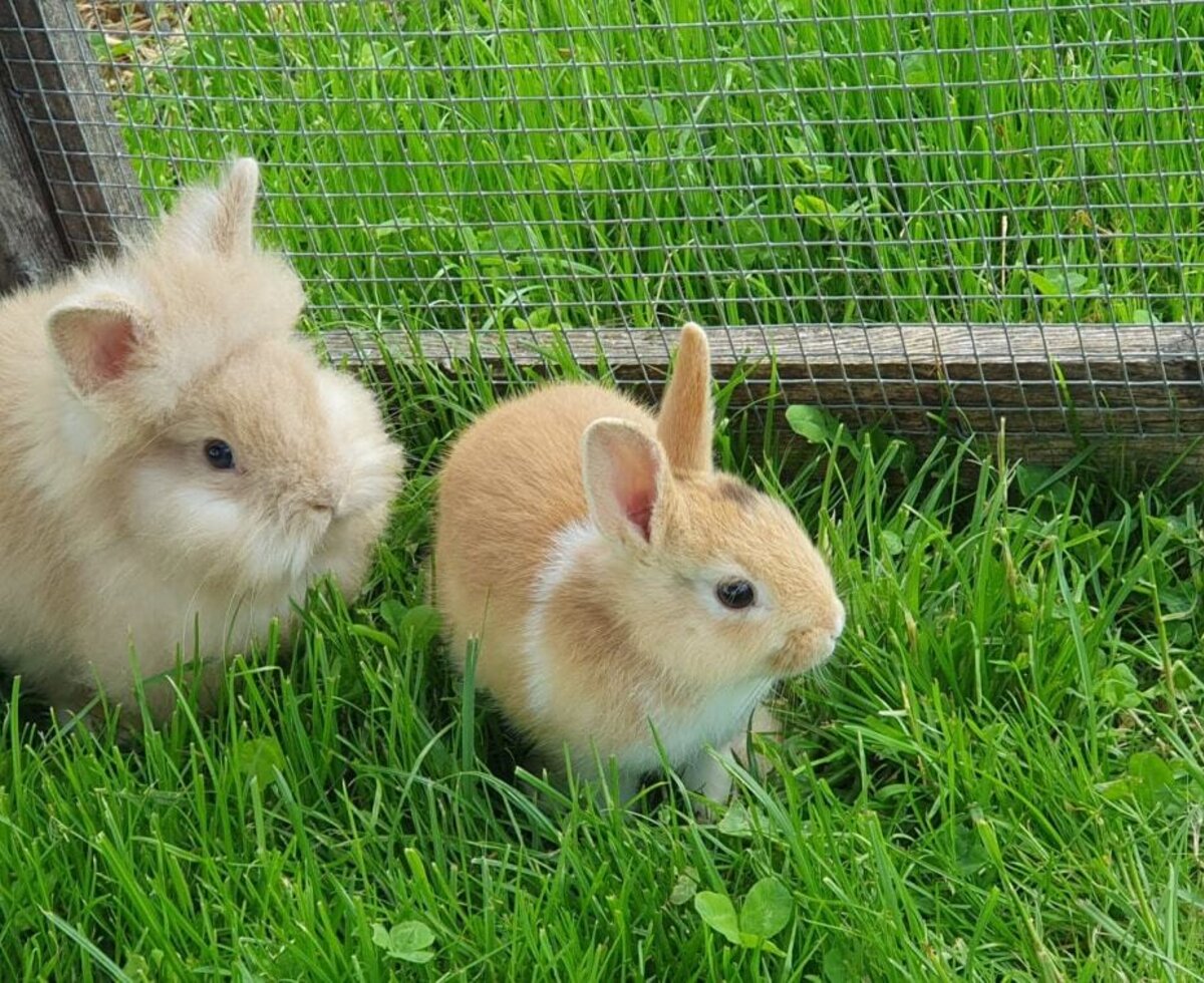 Our lionhead rabbits Toni and Moni