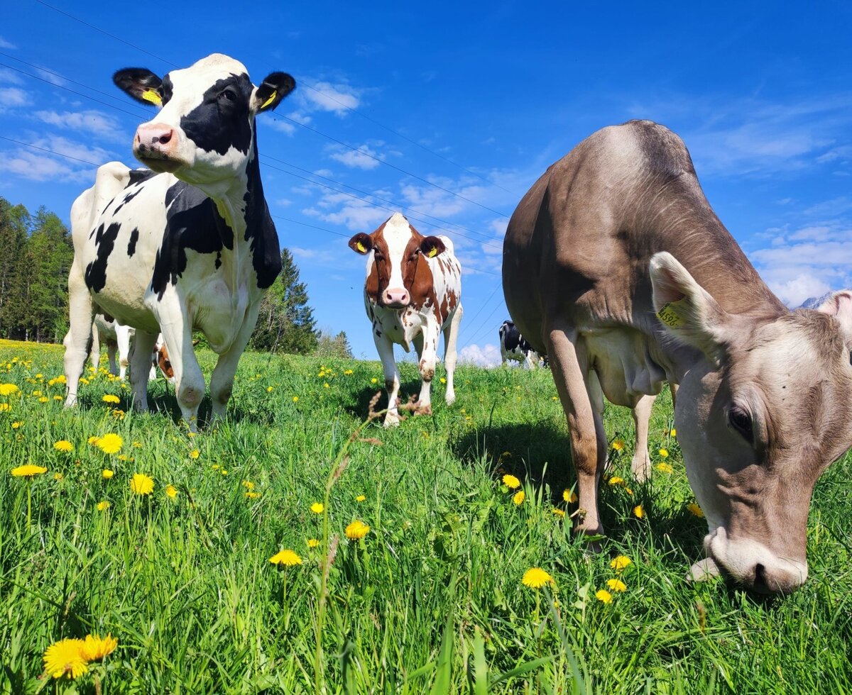 Our dairy cows enjoy fresh grass in the pasture every day.