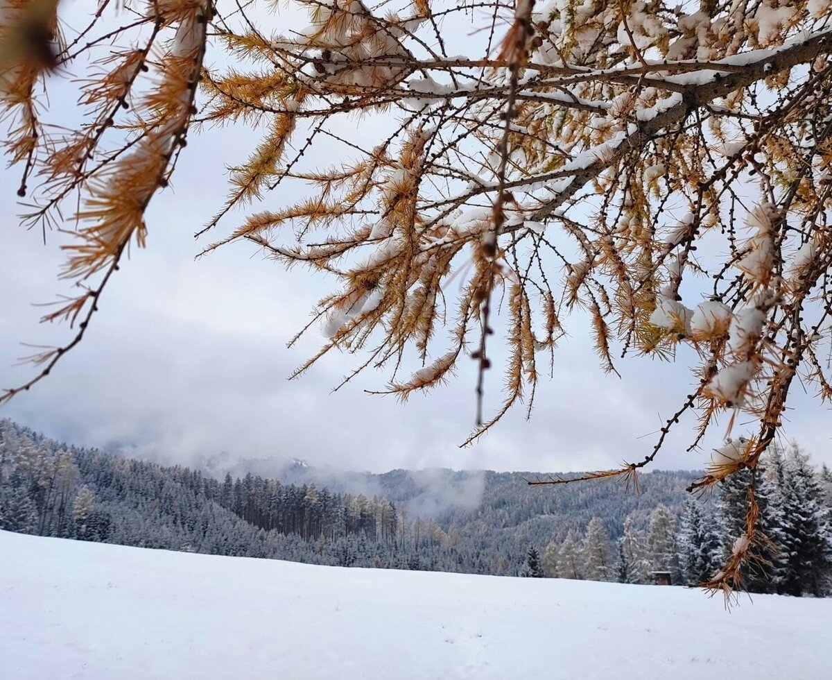 Winter landscape with snow-covered larch branches and a snowy forest.
