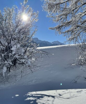 Sunlit winter landscape featuring snow-covered trees and distant mountains near the Farm House.