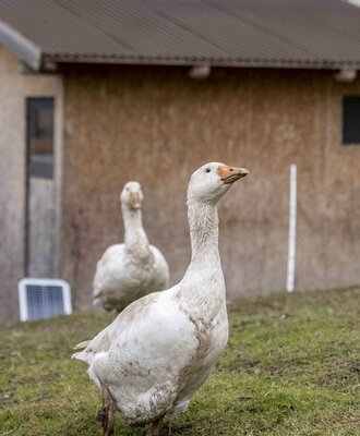 Two white geese on the grass in front of the farmhouse.