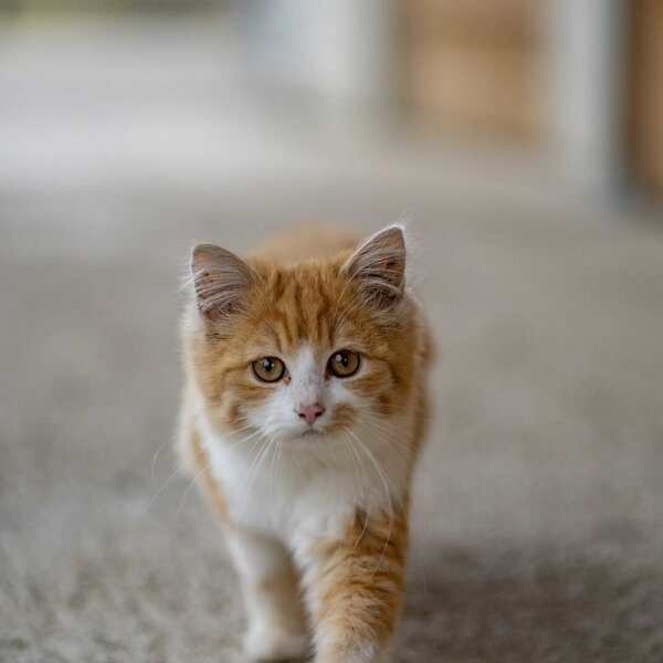 An orange and white cat on the Bauernhof.
