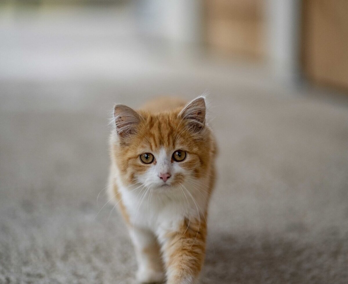An orange and white cat on the Bauernhof.