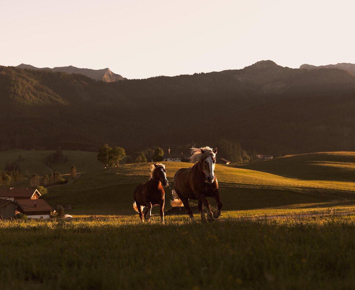 Two horses running across the sunlit pasture near the apartment, with a scenic mountain backdrop.