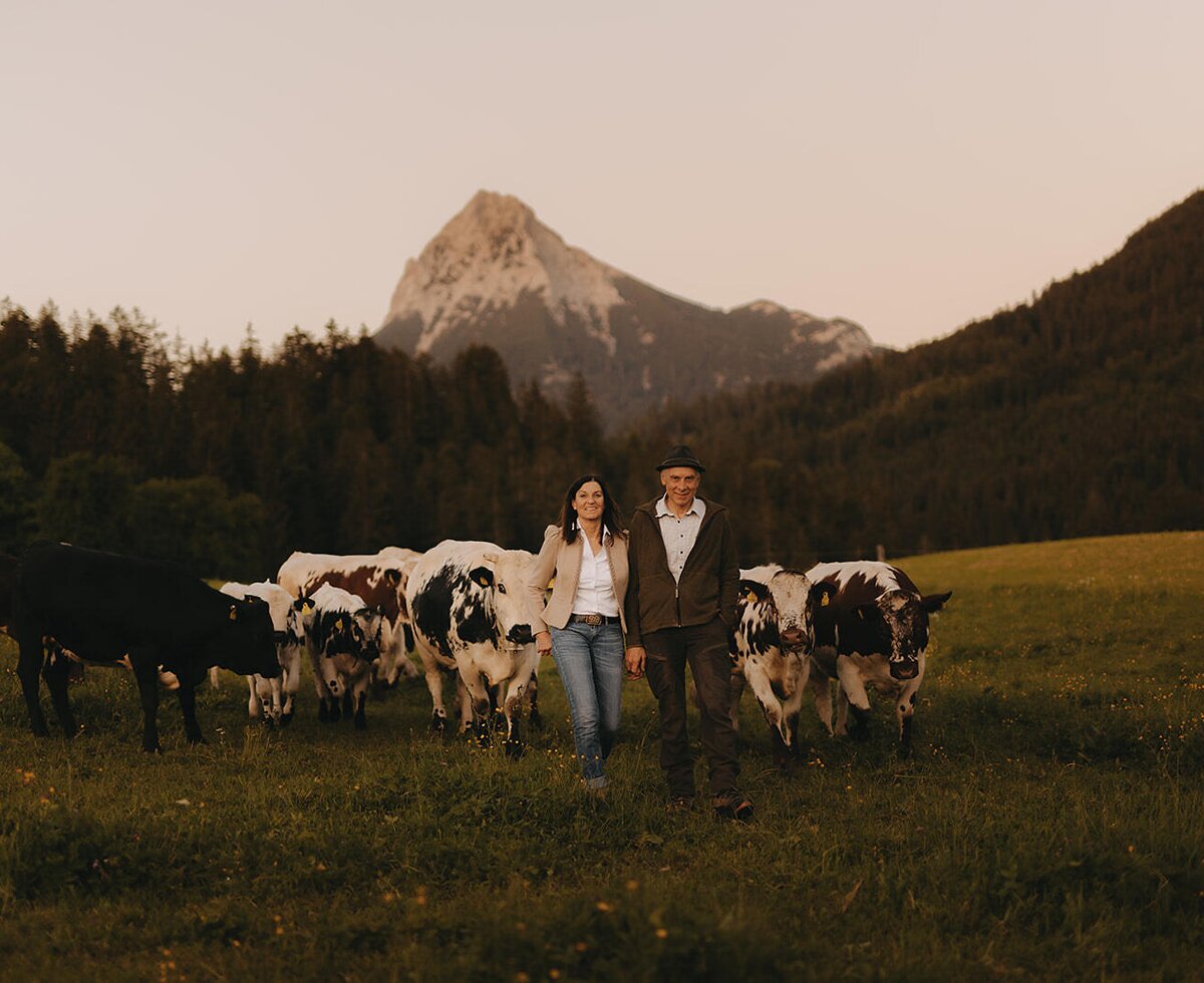 The welcoming hosts of the apartment with their cows on an idyllic mountain pasture in the warm evening light.