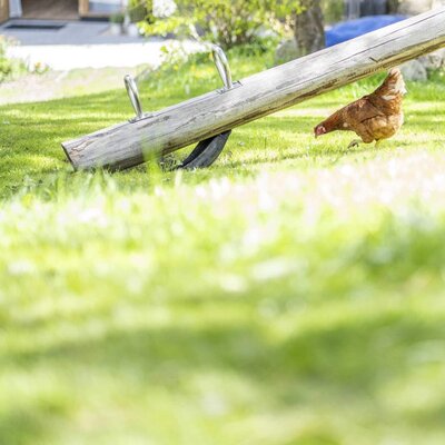 The farmhouse's inviting playground featuring a wooden seesaw on a sunny lawn with free-roaming chickens.
