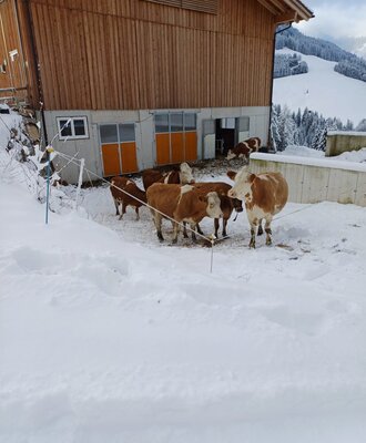 Cows near the farm house building in a snowy outdoor area, with distant snowy mountains.