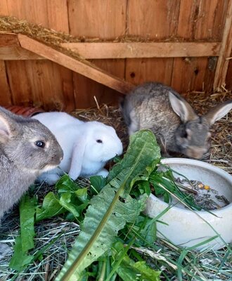 Adorable rabbits in the farmhouse's cozy hutch enjoying fresh green food.