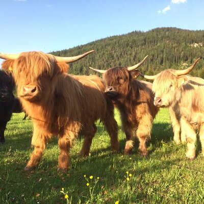 Picturesque highland cattle grazing on a lush green pasture right by the apartments.