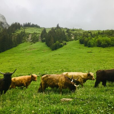 Highland cattle grazing peacefully on the lush, green alpine pastures near the apartments.