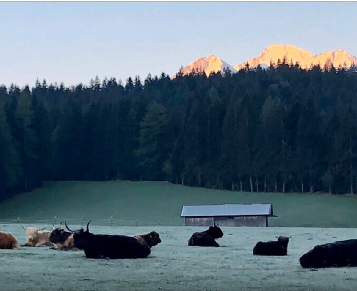 An idyllic mountain view near the apartments, featuring resting Highland cattle against a backdrop of dense forests and sunlit alpine peaks.