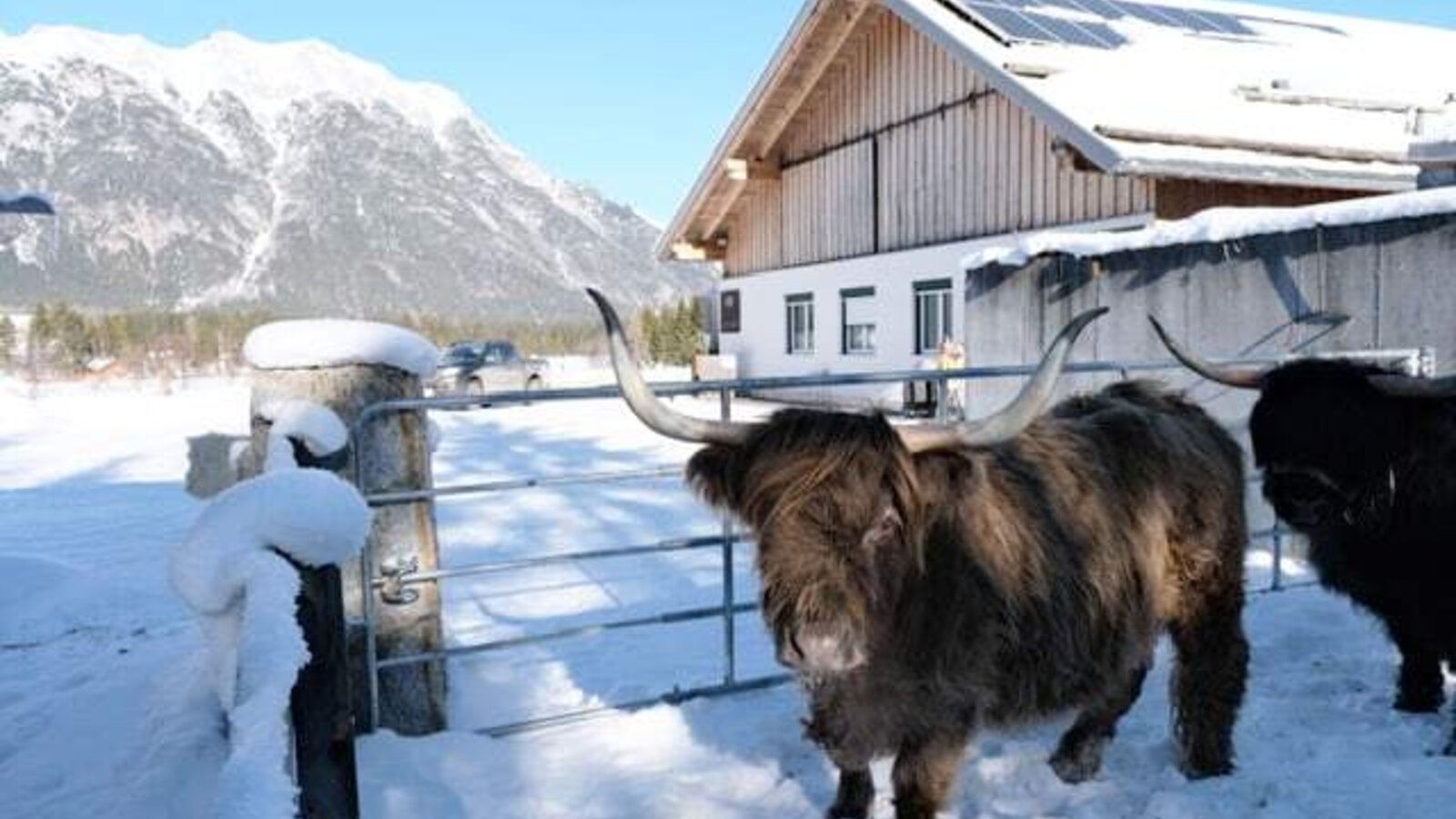 Shaggy Highland cattle in the snowy outdoor area of the apartments, set against a scenic mountain backdrop.