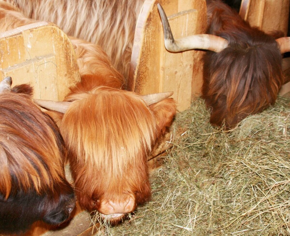 The shaggy Highland cattle of the apartments feeding in their cozy barn.