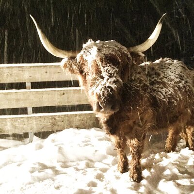A shaggy Highland cow in the freshly fallen snow near the apartments.