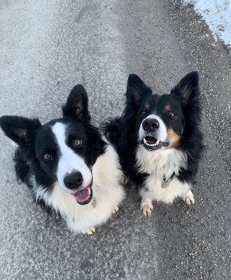 Two black and white dogs on a path at the Farm House.