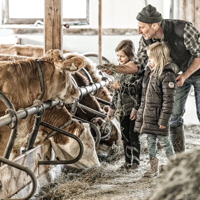 Children feeding cows alongside an adult in the Farm House barn.