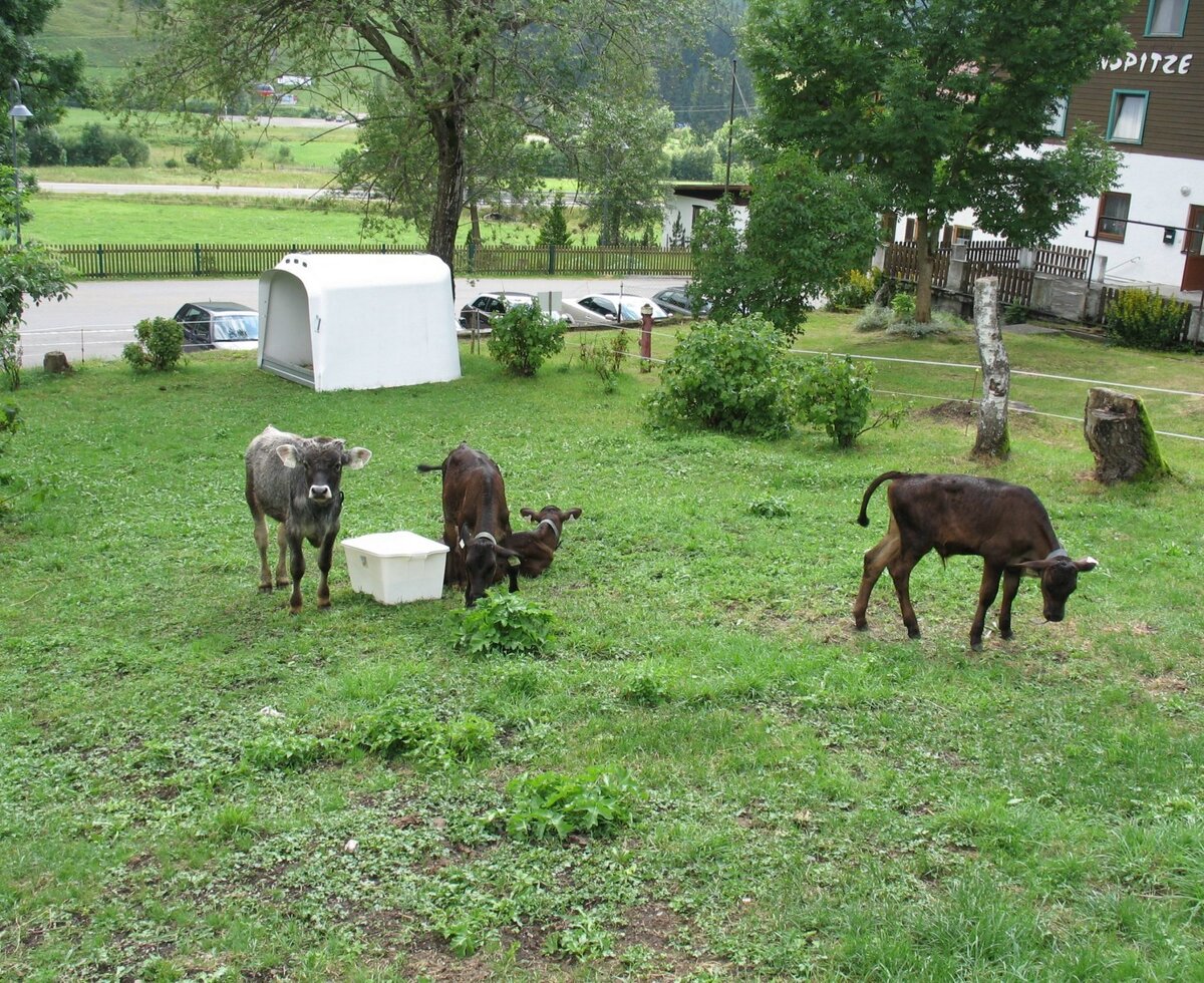 Calf in the garden
