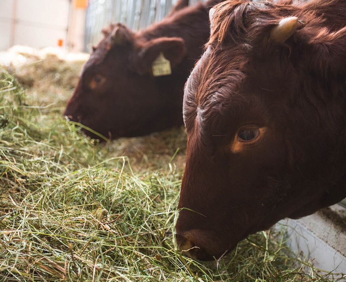Brown cows eating hay in the barn at the Farm House.