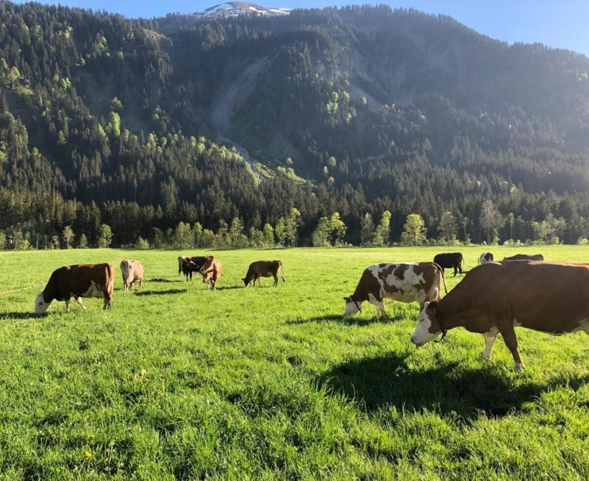 Cows grazing in the green pasture at the Farm House, with mountains and forest in the background.