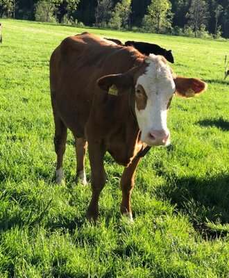 A brown and white cow grazing in a green field at the Farm House.