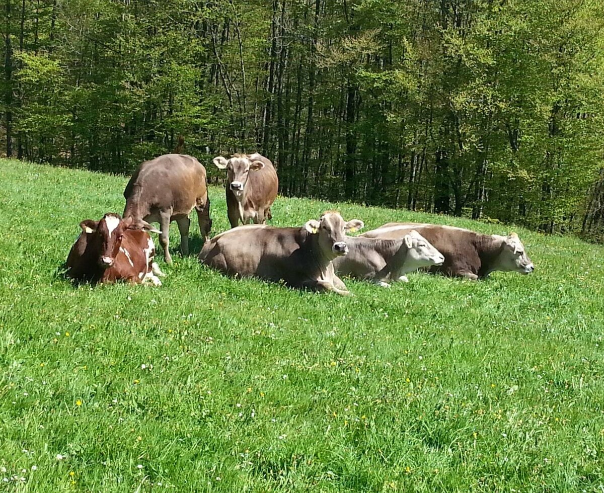 Cows on a green hillside pasture adjacent to the Farm House, with a forest in the background.