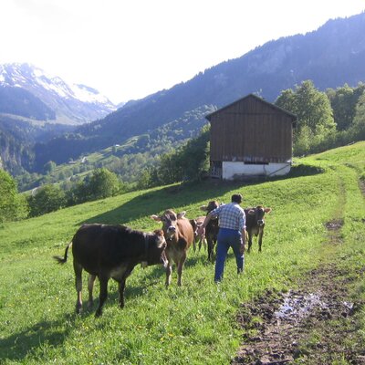 The cows enjoy their visit to Ahornen.