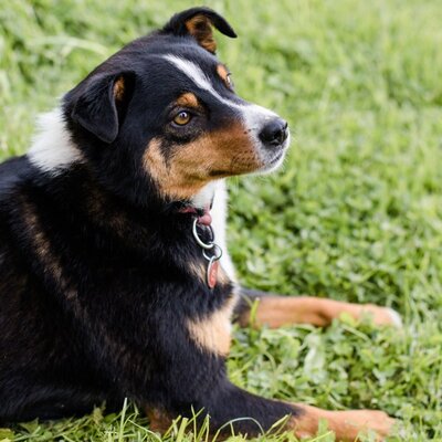 A resident dog rests on the grass at the farm house.
