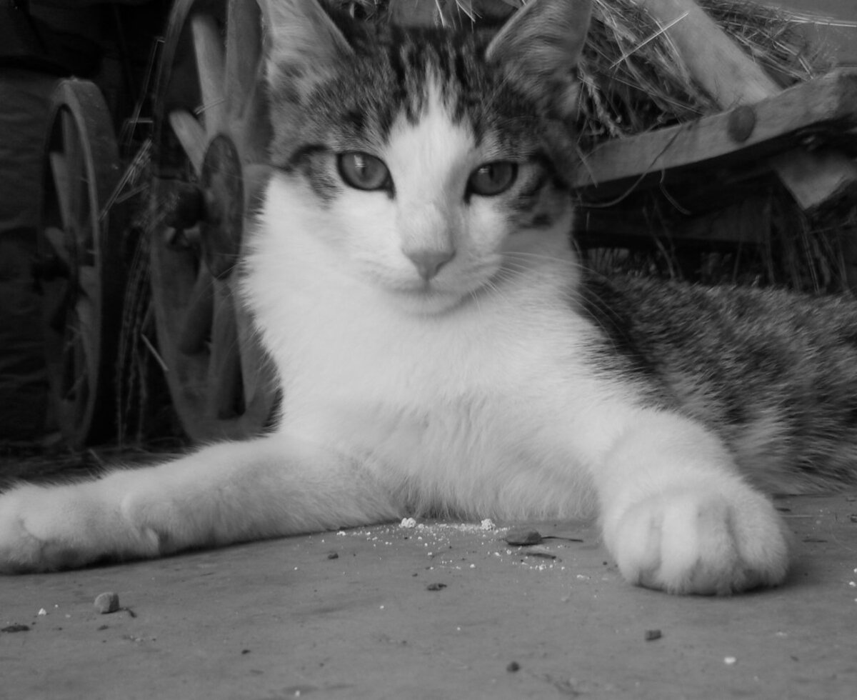 Cat " Maunz"