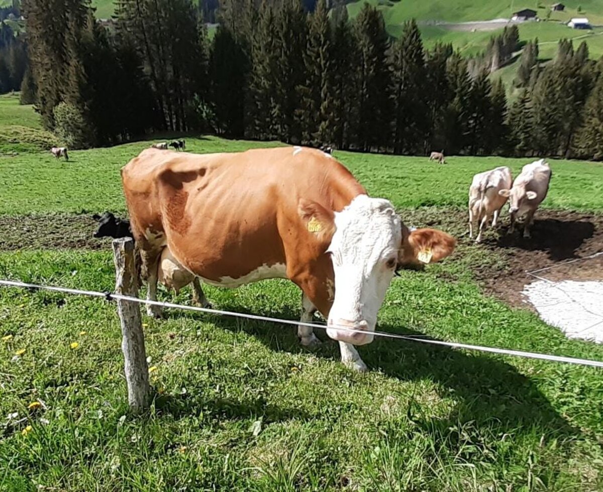 Farm animals, including cows, can be seen in the green pastures surrounding the Farm House.