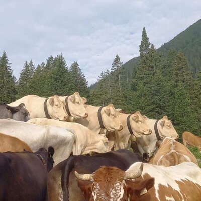 our cows