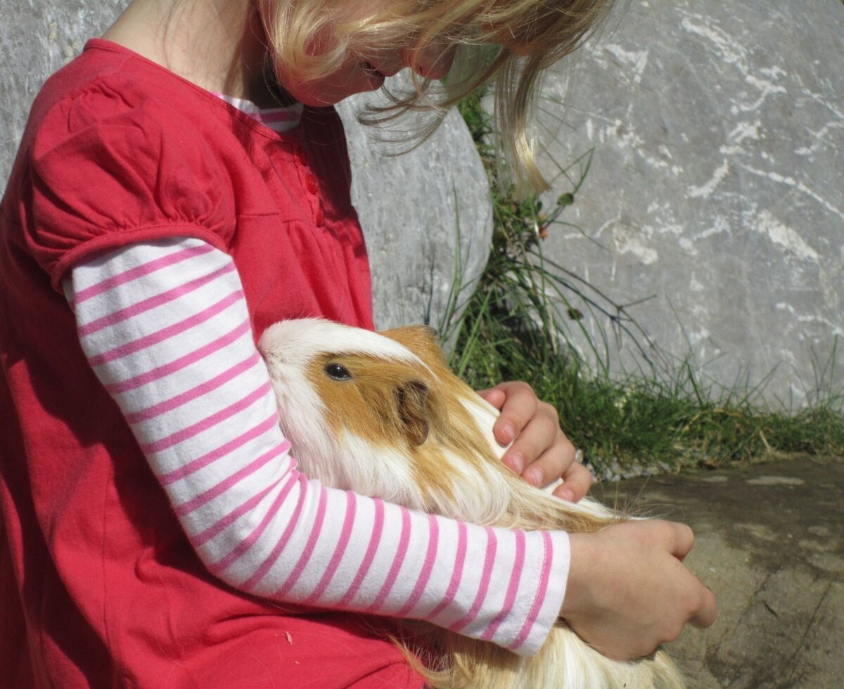 A child holds a guinea pig, reflecting opportunities for animal interaction at the Farm House.