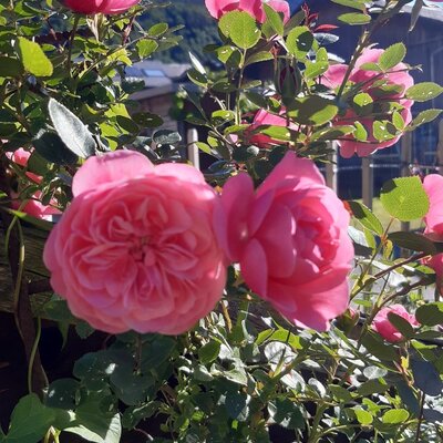 Hedge of roses