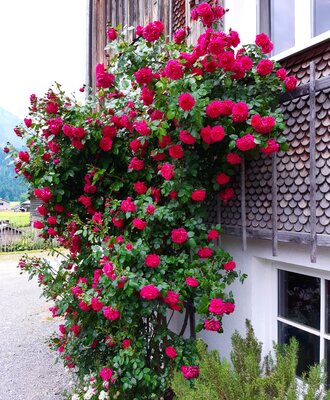 Hedge of roses