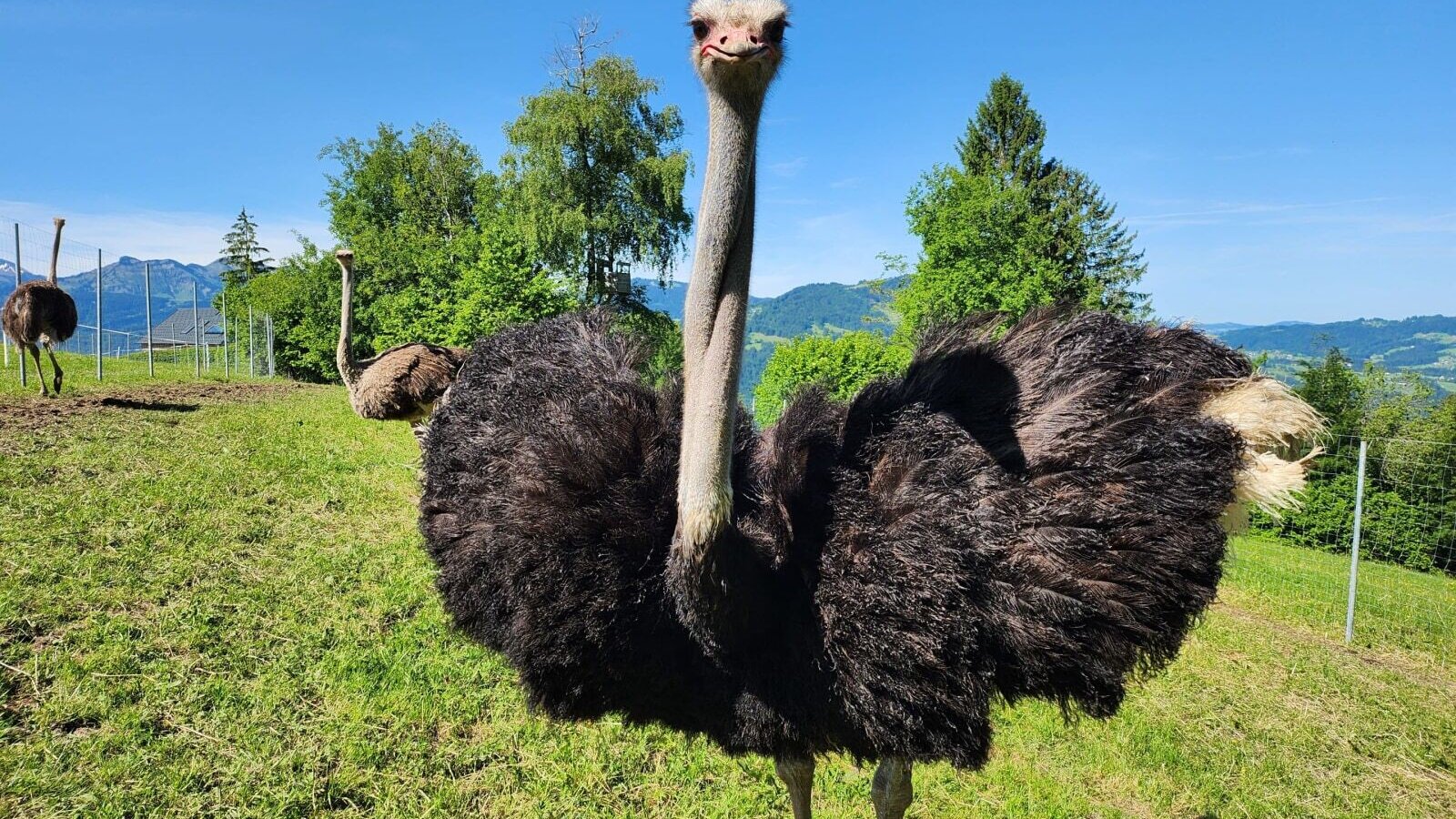 Our ostrichs enjoy being admired.