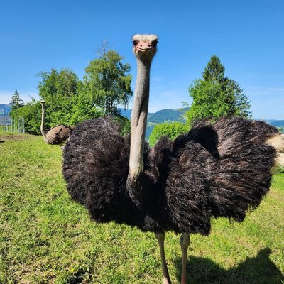 Our ostrichs enjoy being admired.