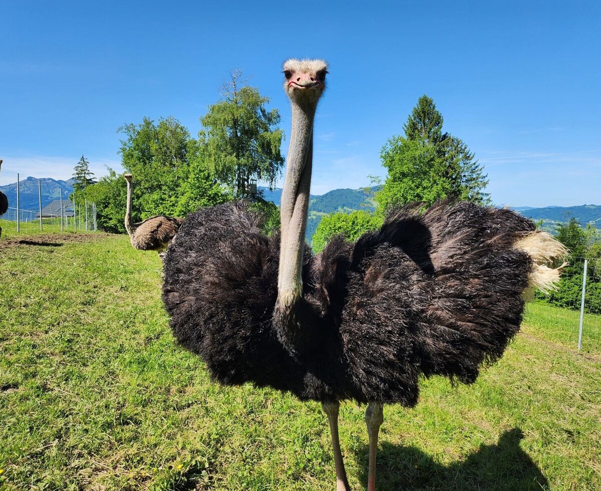 Our ostrichs enjoy being admired.