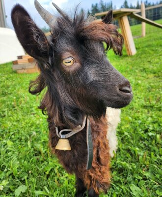 Our curious goat Franzi