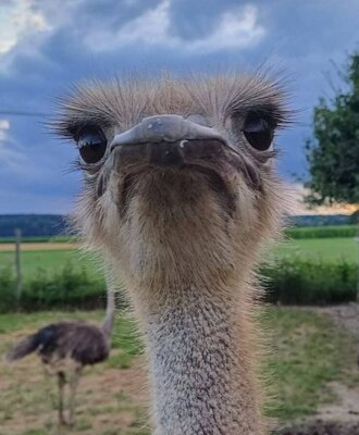 Our ostrich Heidi is looking forward to seeing you.