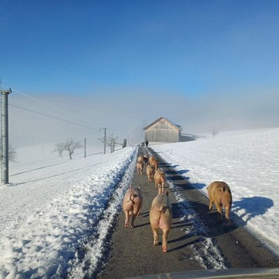 Our pigs loves their almost daily exercise